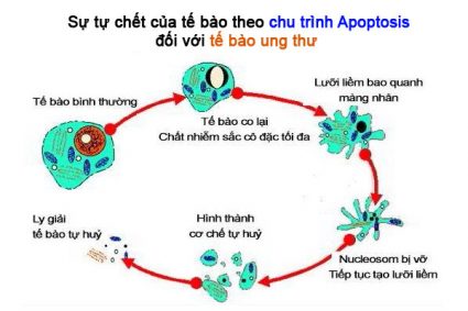 Sự tự tan rã của tế bào ung thư theo chu trình Apoptosis khi sử dụng bột chiết Fucoidan