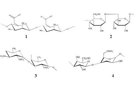 Cấu trúc hóa học của Alginate (1), Laminaran (2), Fucoidan (3), Porphyran (4)