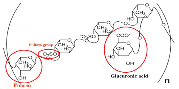 Cấu trúc hóa học của Fucoidan