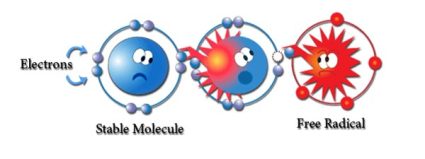 Gốc tự do (Free Radical) không ngừng cướp đoạt electron từ các tế bào gần nó và dần dần biến chúng thành tế bào ung thư