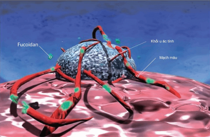 Fucoidan có tác dụng ngăn chặn sự hình thành mạch máu mới của tế bào ung thư