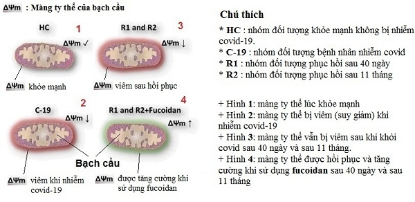 Màng ty thể của bạch cầu được tăng cường khi dùng Fucoidan chống lại sự tấn công từ Covid-19